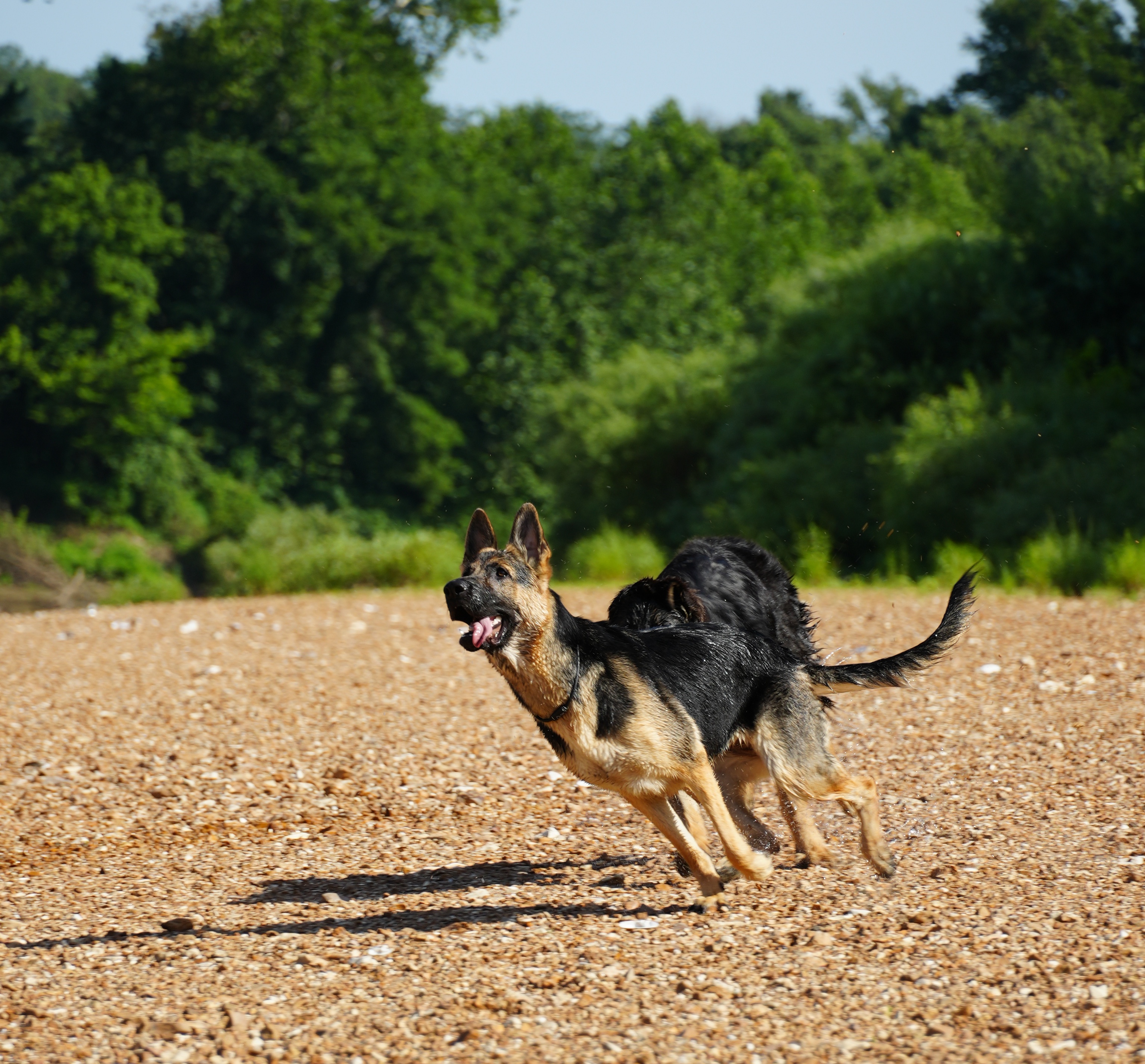 Two dogs running playfully on a gravel beach with green trees in the background.
