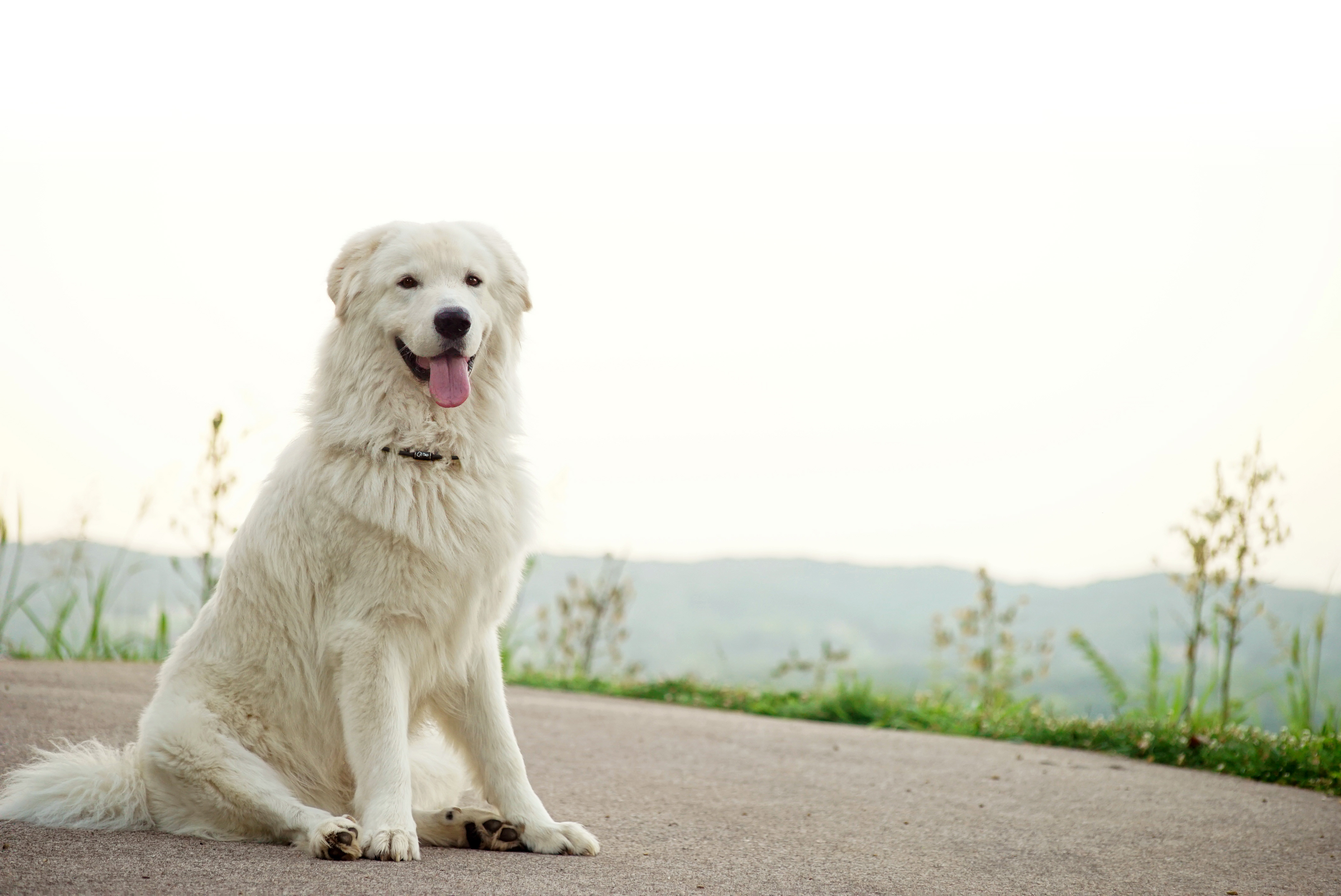 A fluffy white dog sitting on a pathway with a serene mountainous background.