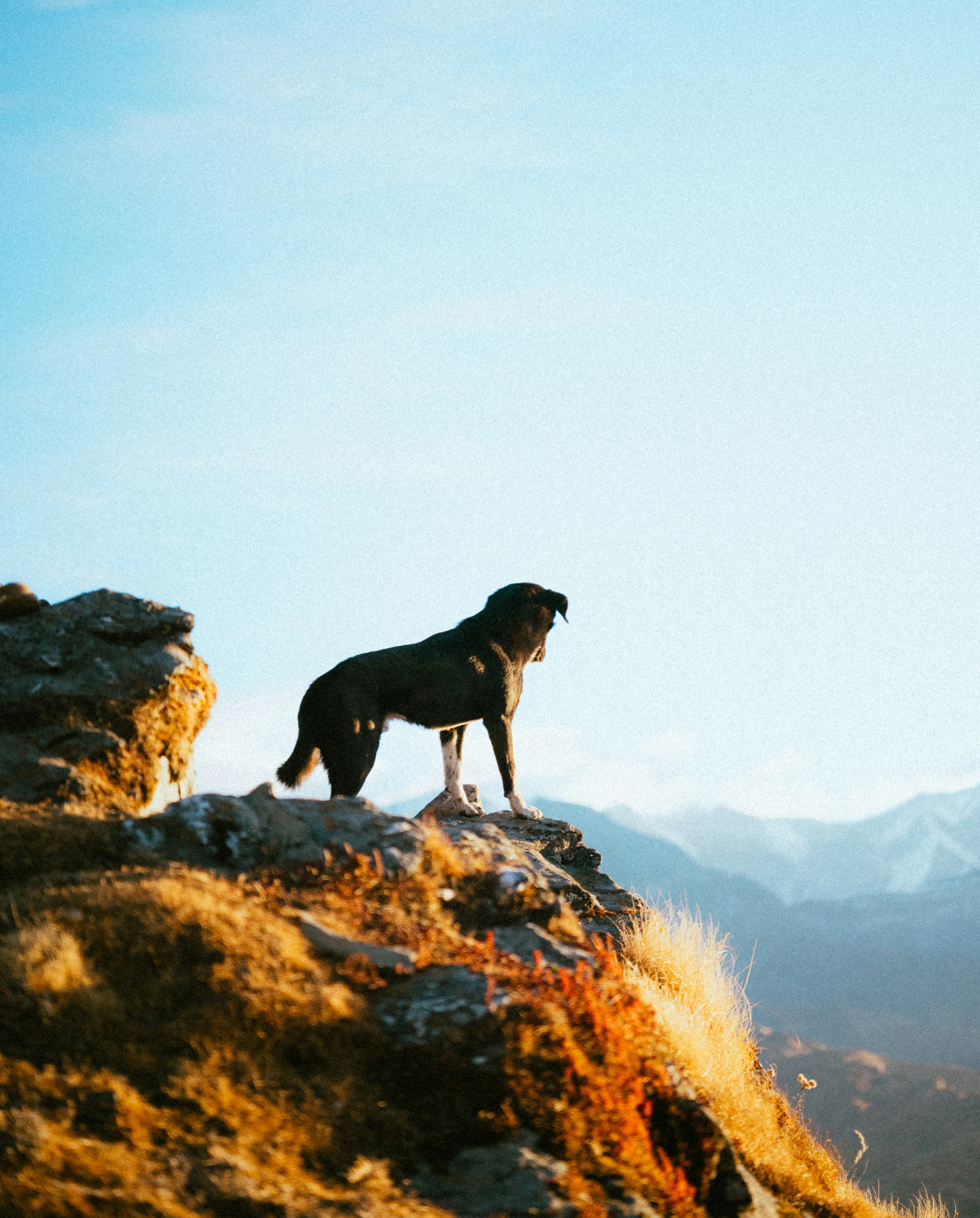 A black dog standing on a rocky ledge, gazing at the scenic mountain landscape under a clear blue sky.