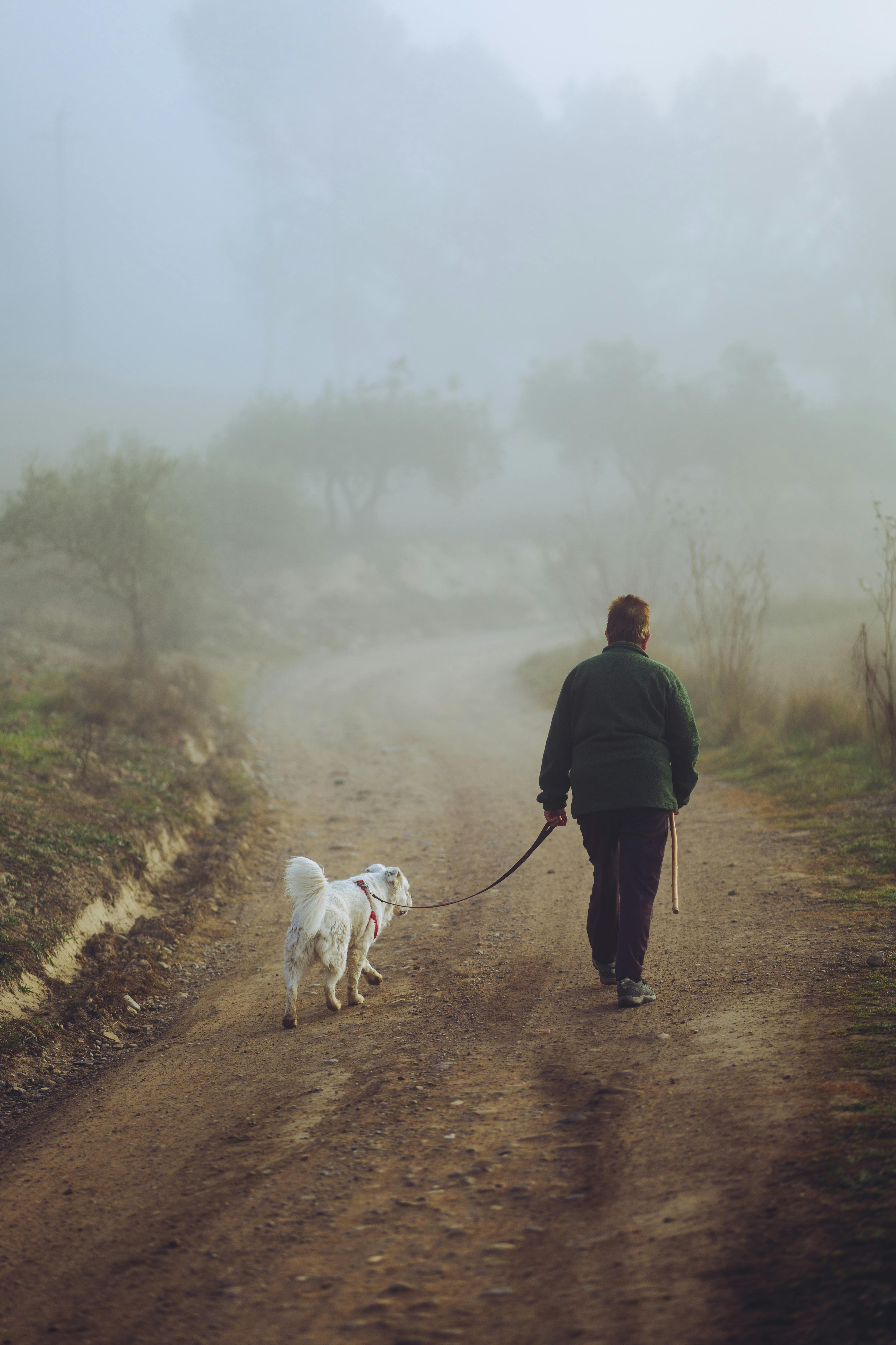 A person walking a dog on a dirt path in a foggy landscape.