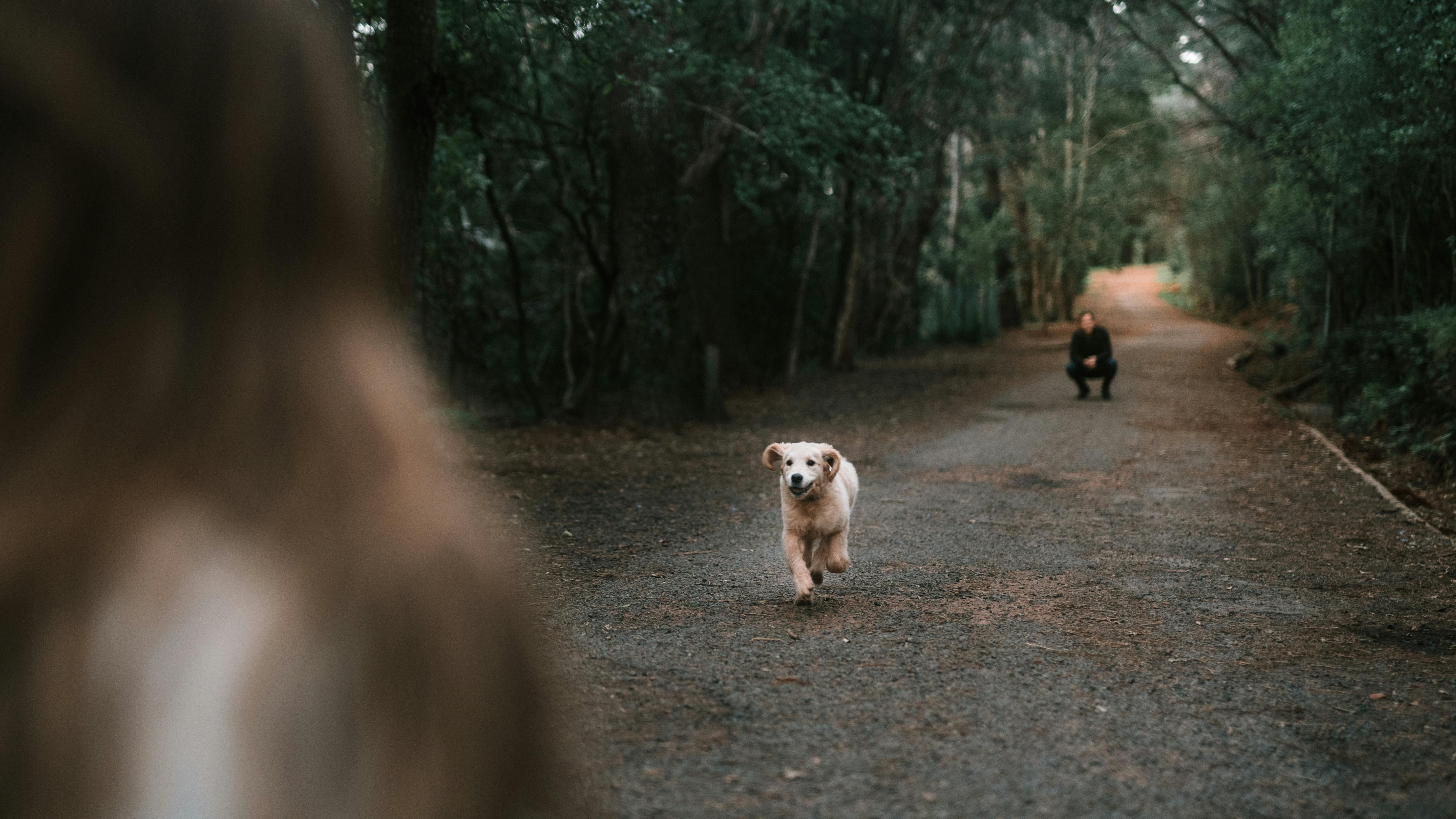 A golden dog running towards the camera on a forest path, with a person crouched in the background. The scene is surrounded by trees.