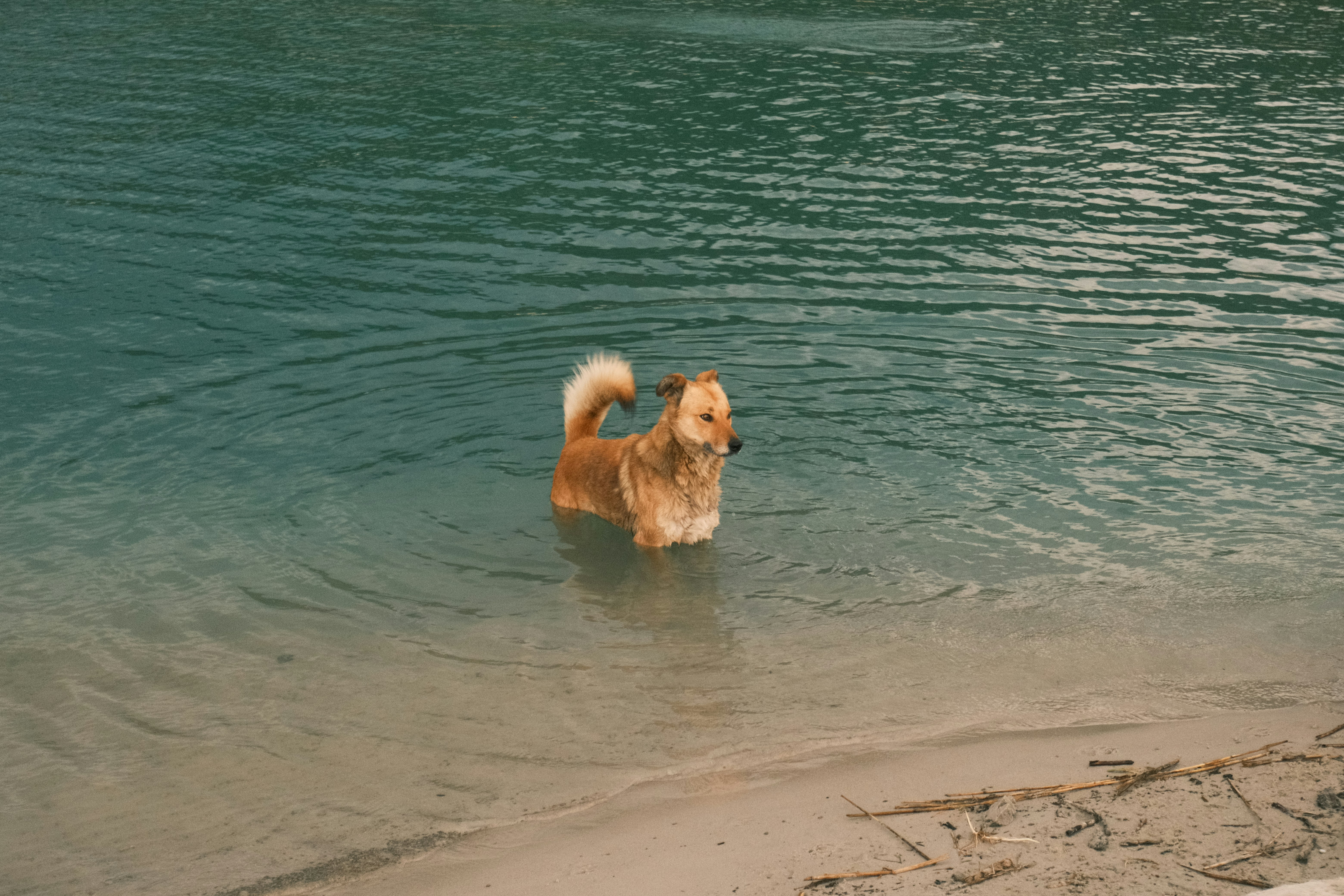 A dog standing in shallow water by the shore, with a sandy beach in the foreground.