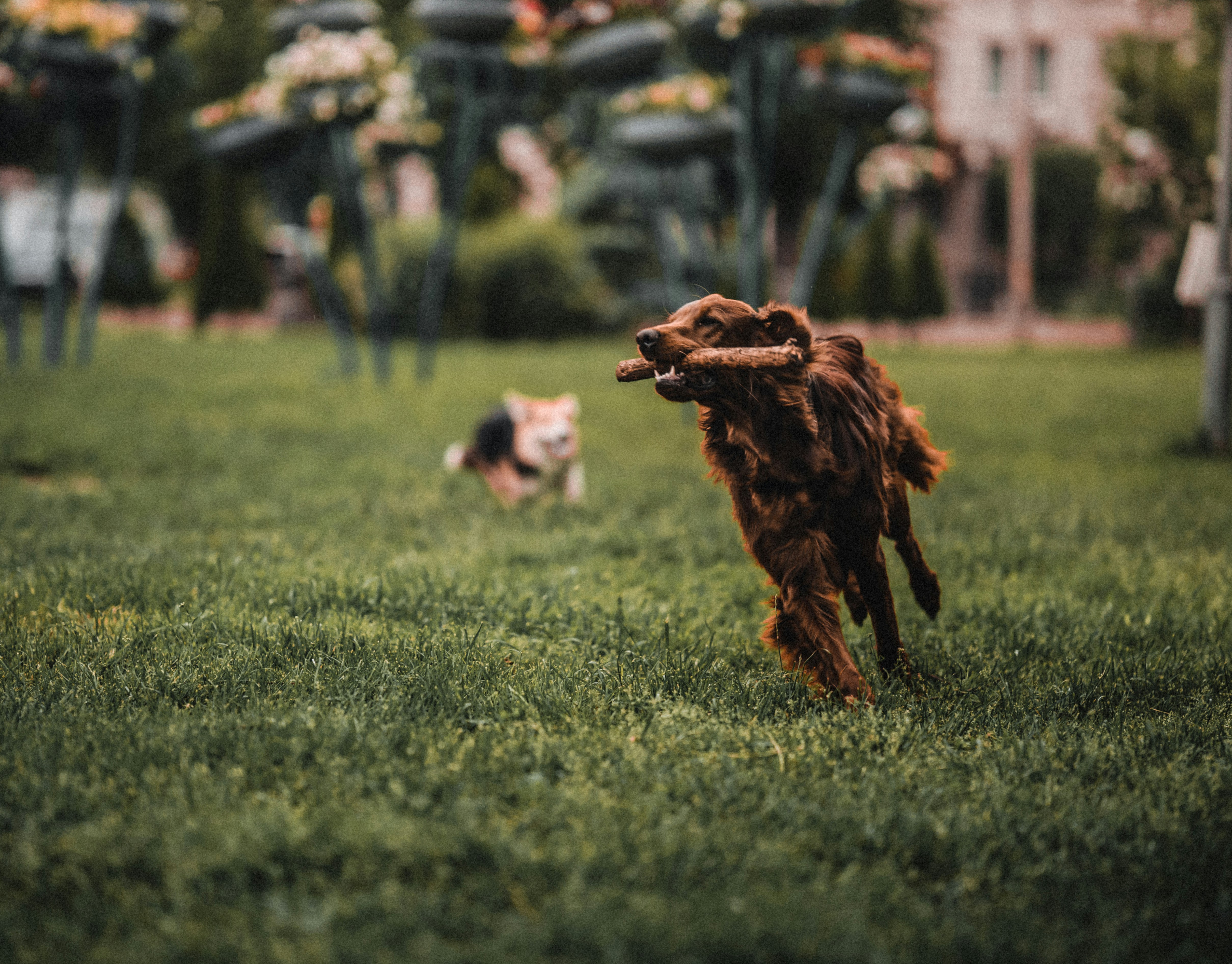 A brown dog running excitedly on green grass while holding a stick, with another dog blurred in the background.